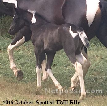 2016 October  Spotted TWH Filly